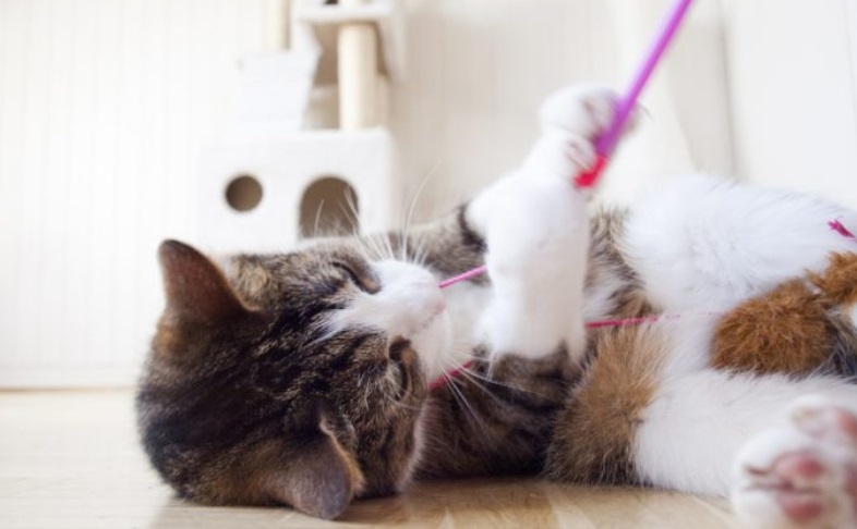 chat en train de jouer
