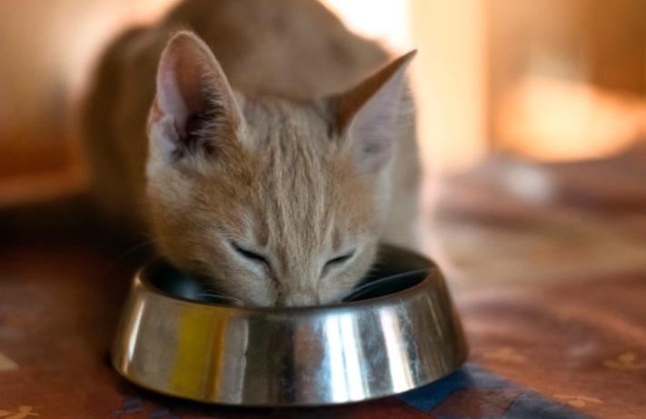 chat en train de manger